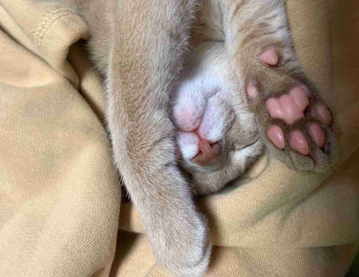 がるちゃん猫カフェ94号店開店しました♫(初めての方も大歓迎♫)