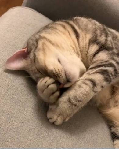 がるちゃん猫カフェ94号店開店しました♫(初めての方も大歓迎♫)
