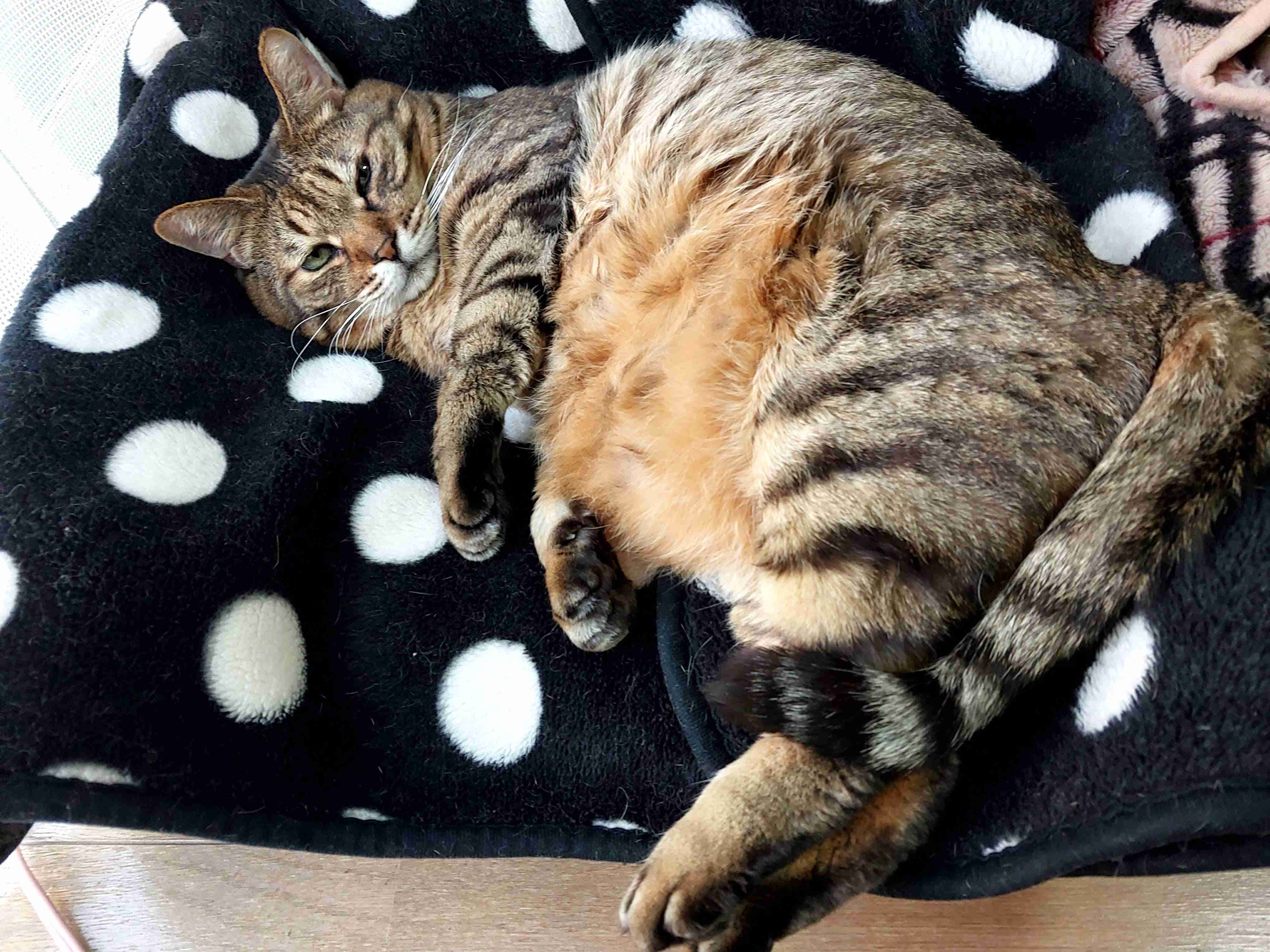 がるちゃん猫カフェ94号店開店しました♫(初めての方も大歓迎♫)