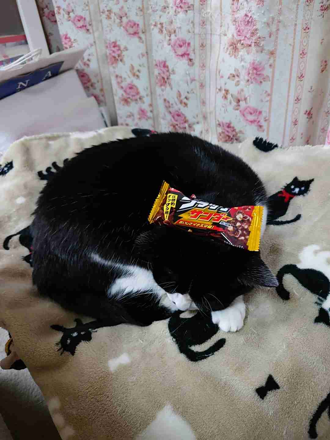 がるちゃん猫カフェ94号店開店しました♫(初めての方も大歓迎♫)