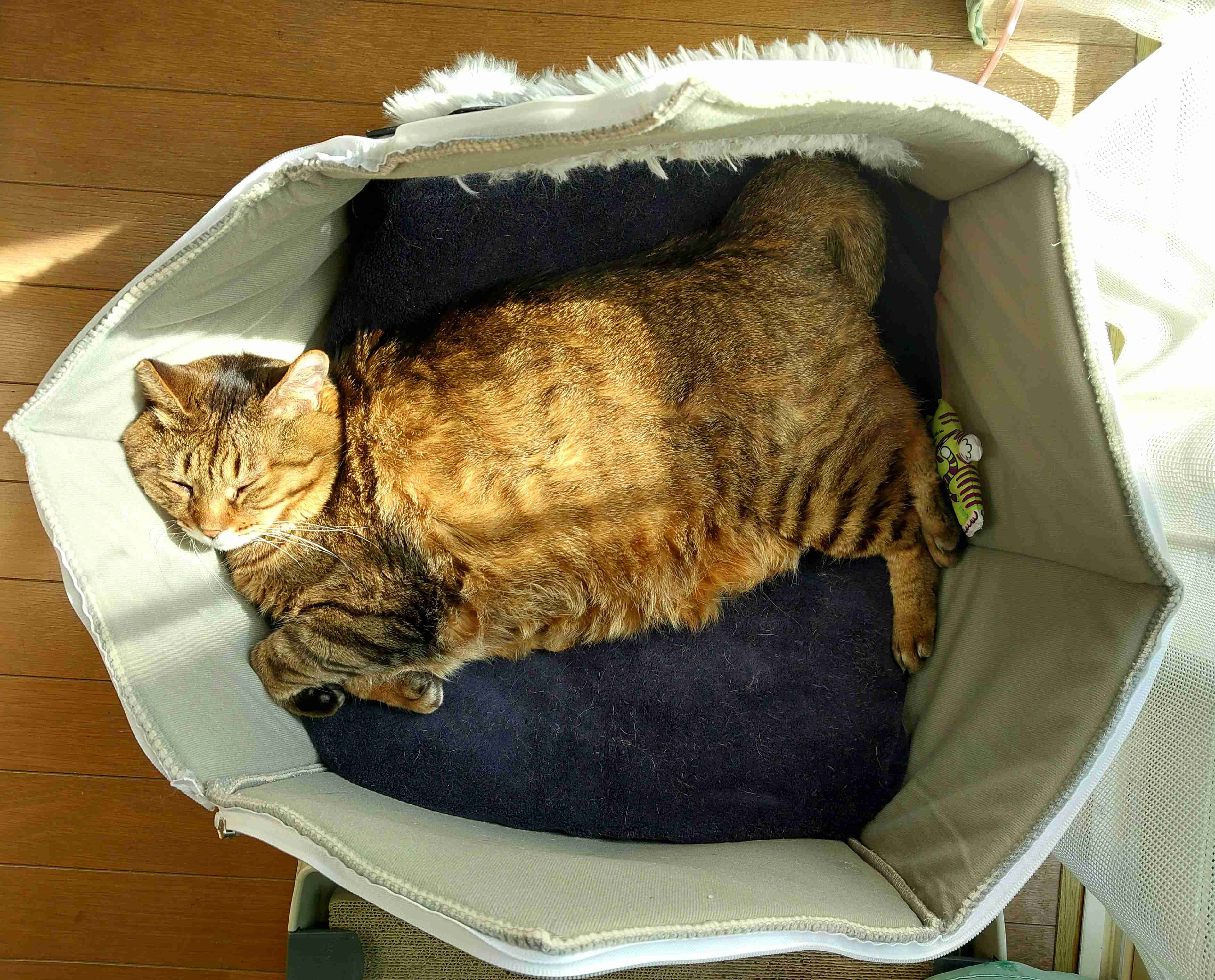 がるちゃん猫カフェ94号店開店しました♫(初めての方も大歓迎♫)