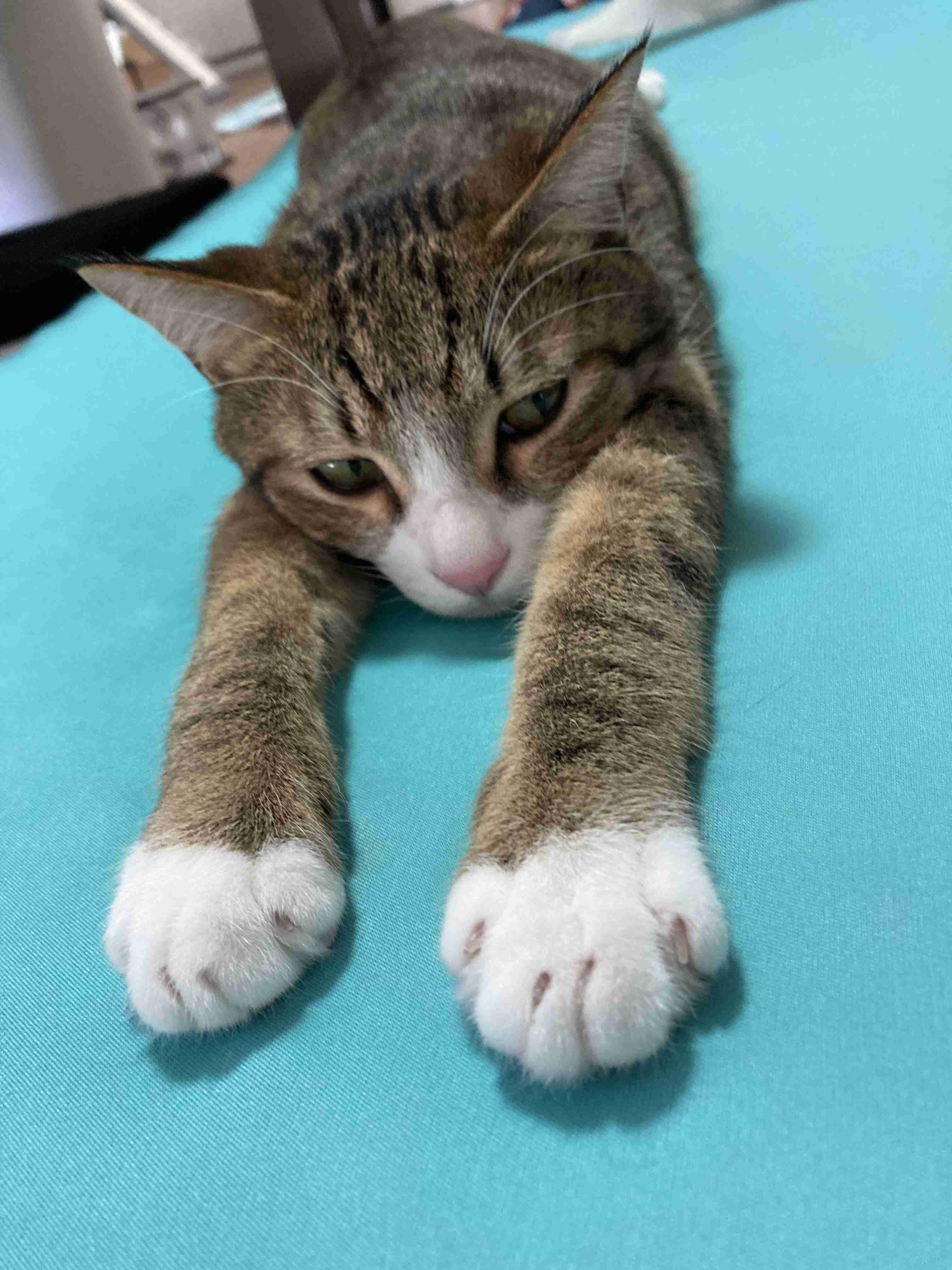 がるちゃん猫カフェ94号店開店しました♫(初めての方も大歓迎♫)