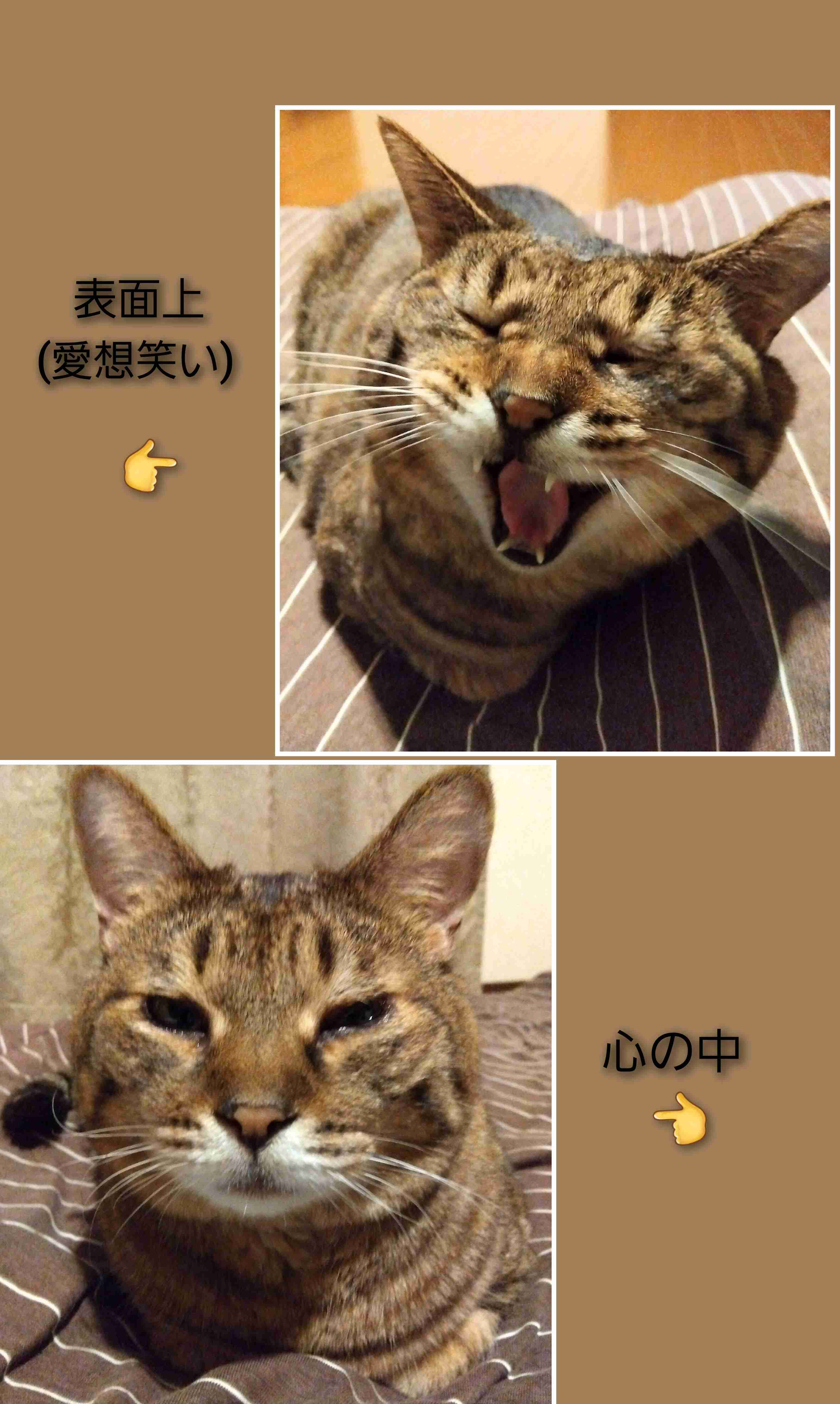 がるちゃん猫カフェ94号店開店しました♫(初めての方も大歓迎♫)