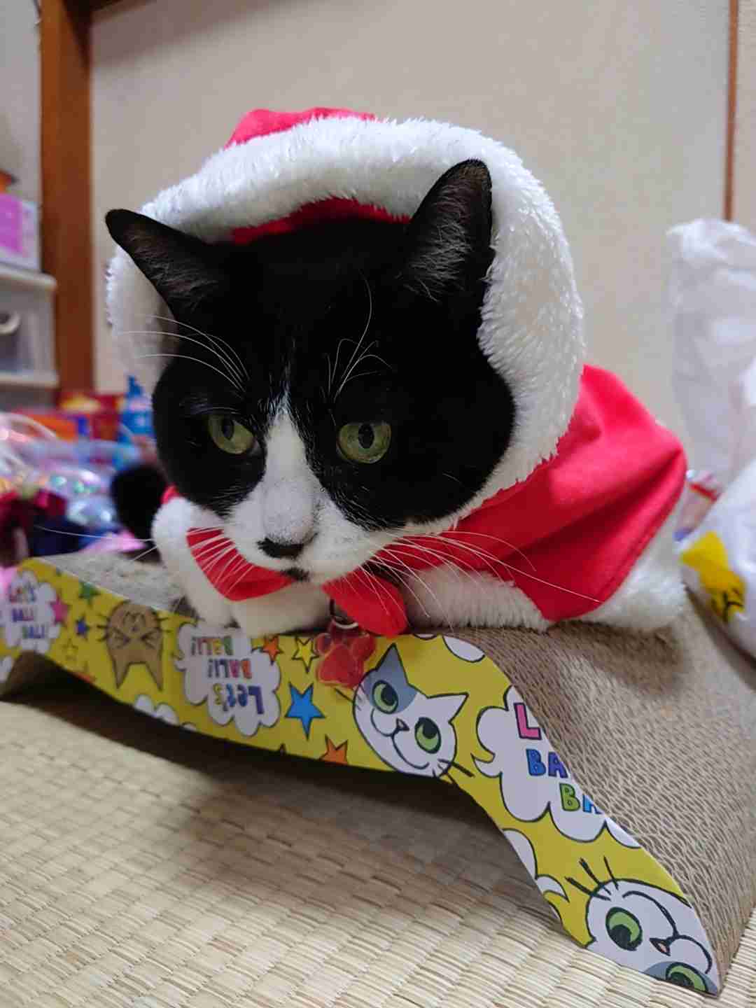 がるちゃん猫カフェ94号店開店しました♫(初めての方も大歓迎♫)