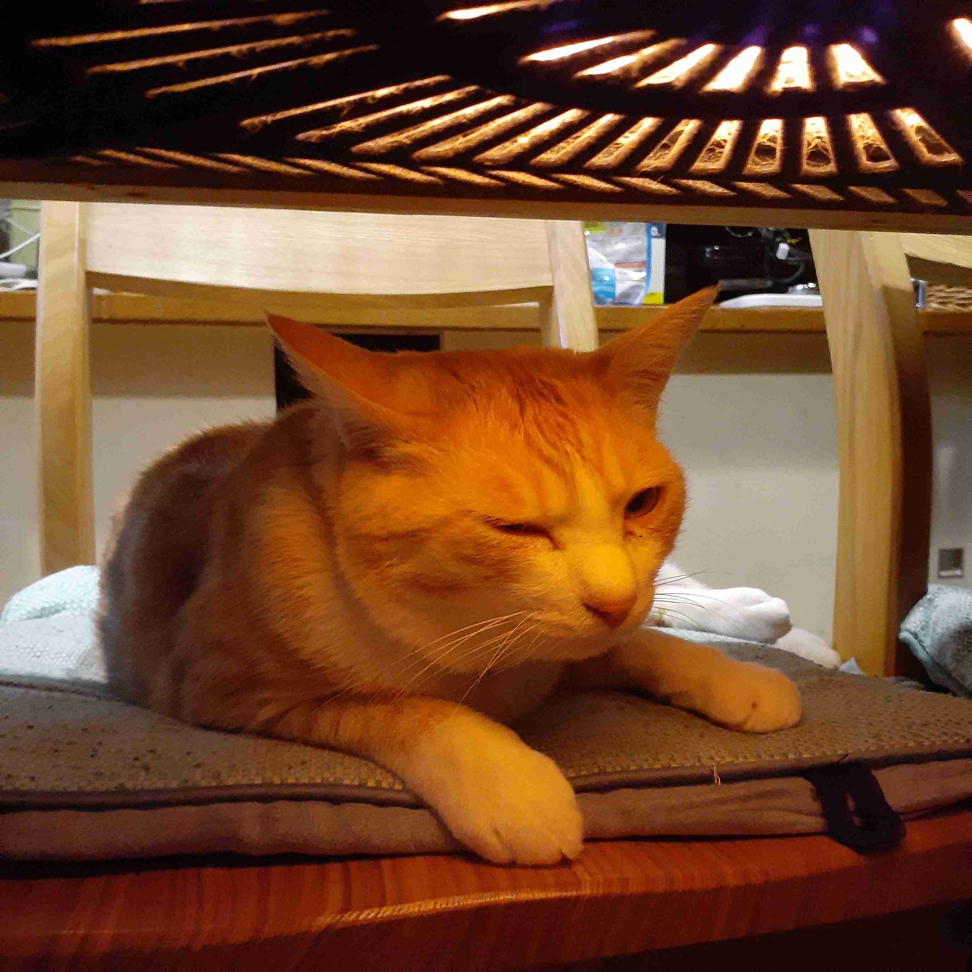 がるちゃん猫カフェ94号店開店しました♫(初めての方も大歓迎♫)