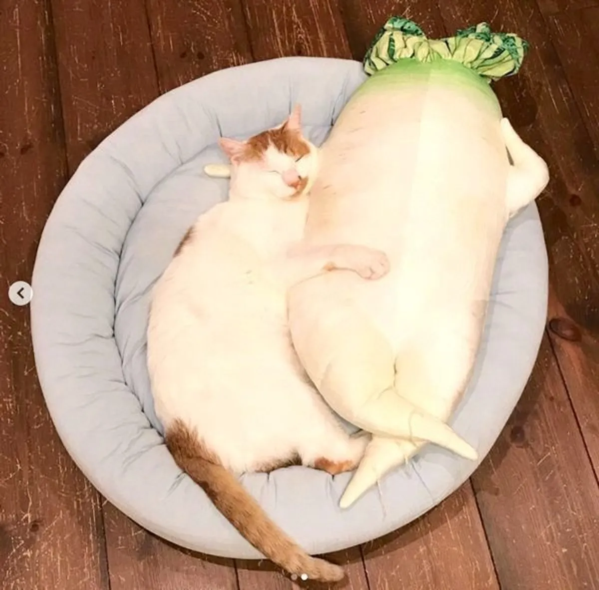 がるちゃん猫カフェ94号店開店しました♫(初めての方も大歓迎♫)