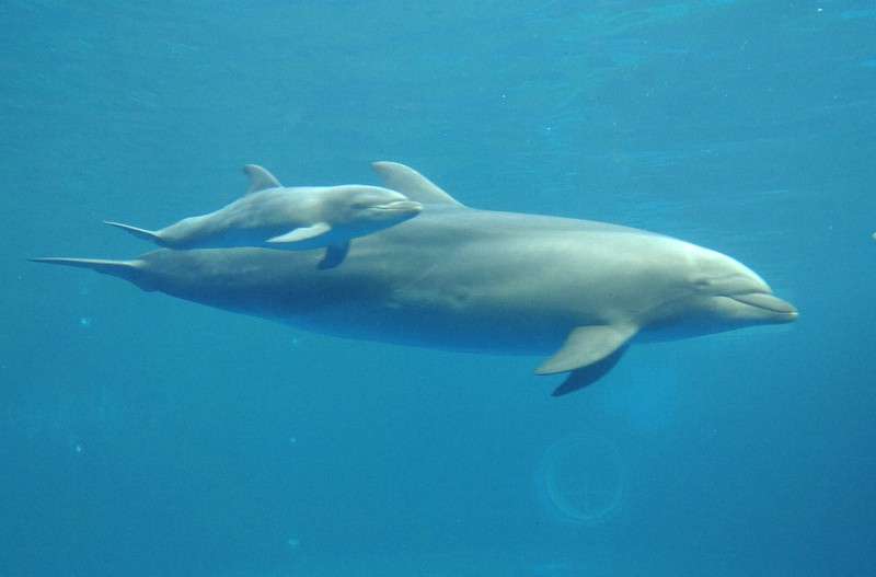 【育休中】早く自分の稼ぎが欲しいなと思う人【専業】