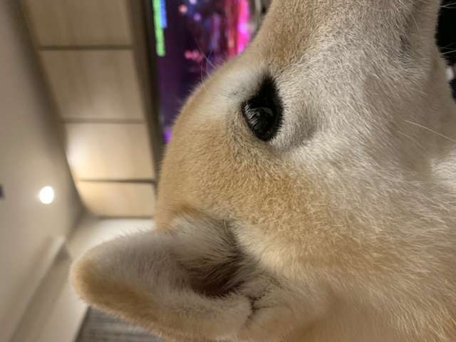 【実況・感想】CDTVライブ！ライブ！2時間スペシャル