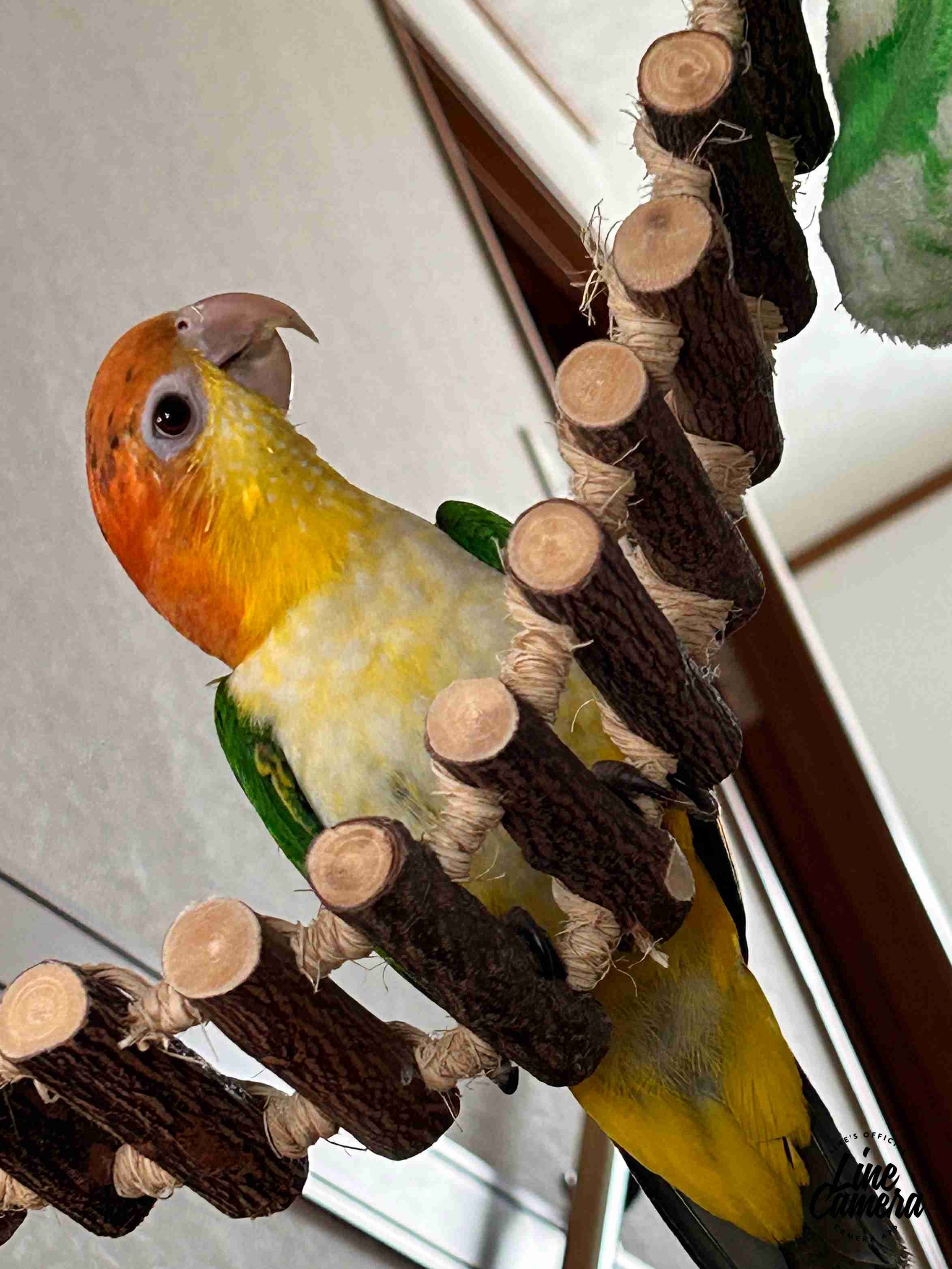 鳥(インコ、文鳥など)の素晴らしさを語り合うトピ
