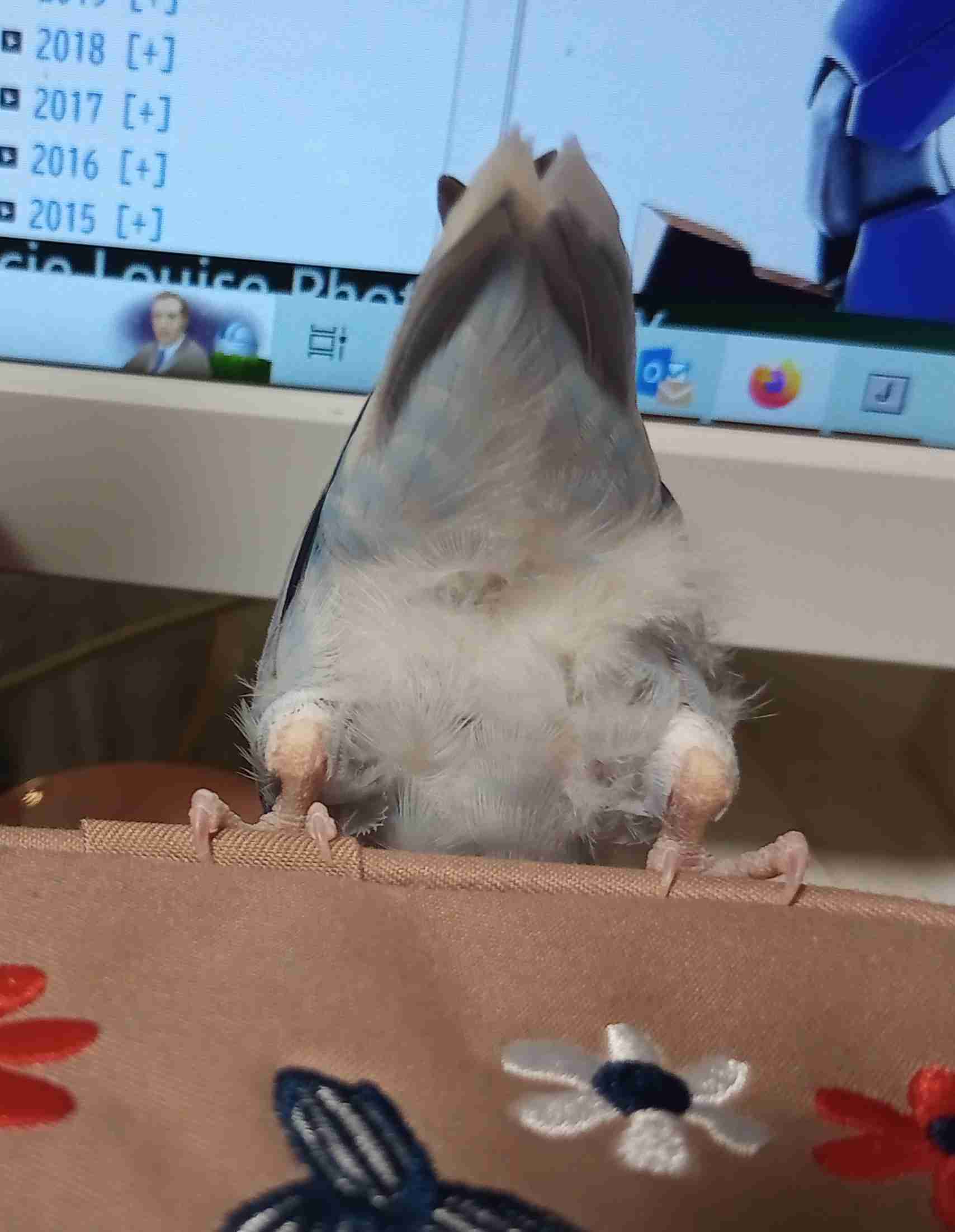 鳥(インコ、文鳥など)の素晴らしさを語り合うトピ