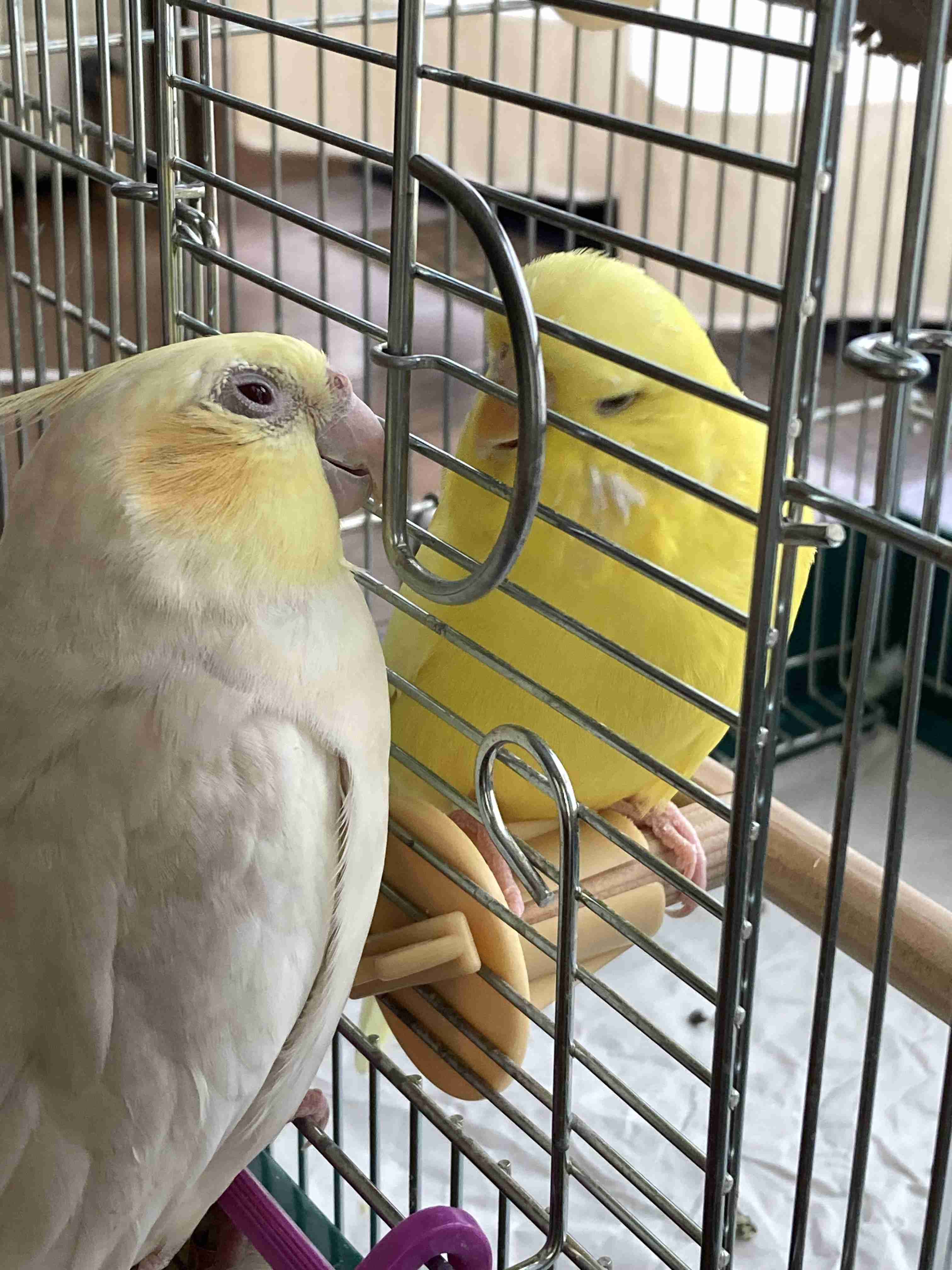 鳥(インコ、文鳥など)の素晴らしさを語り合うトピ