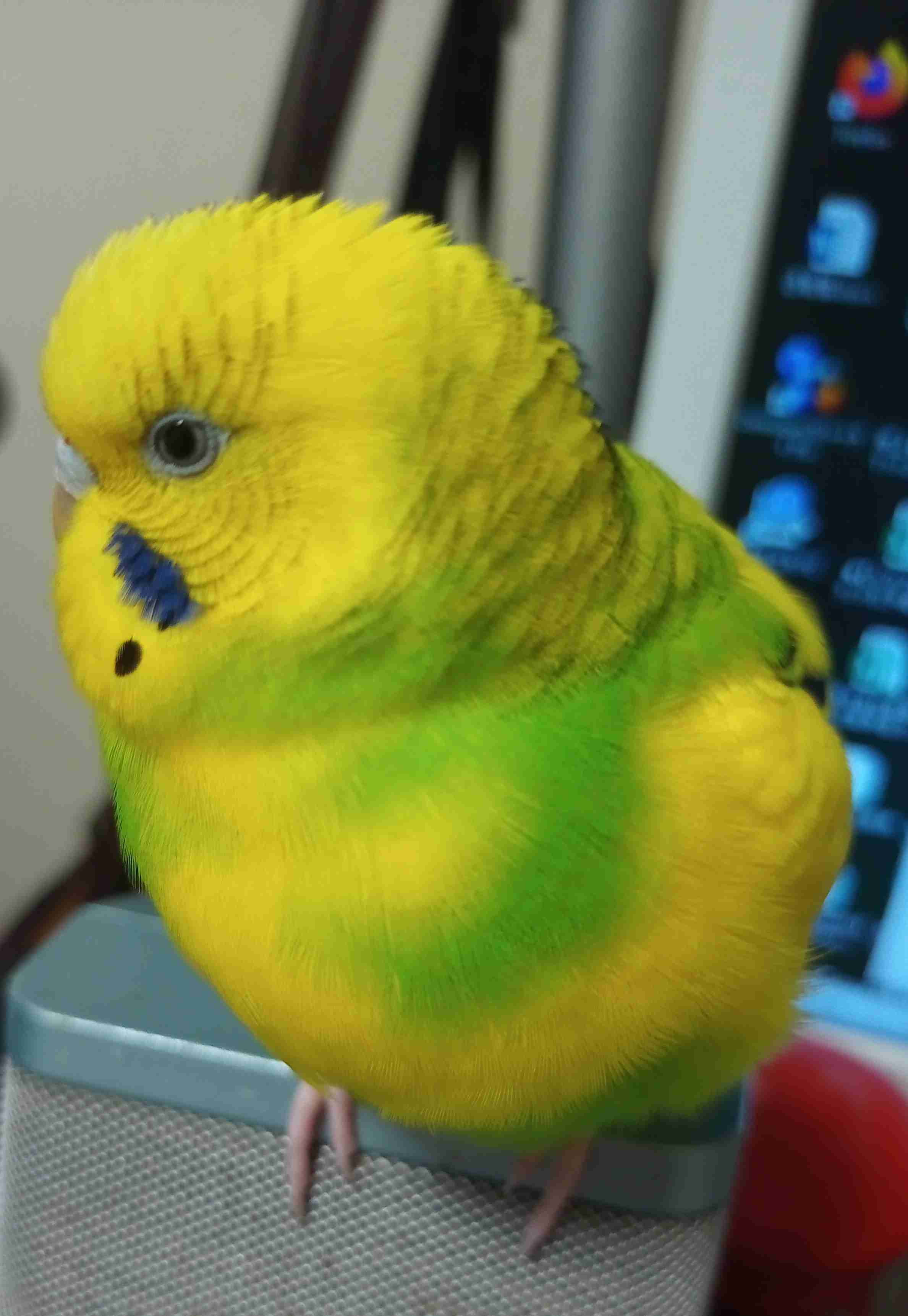 鳥(インコ、文鳥など)の素晴らしさを語り合うトピ