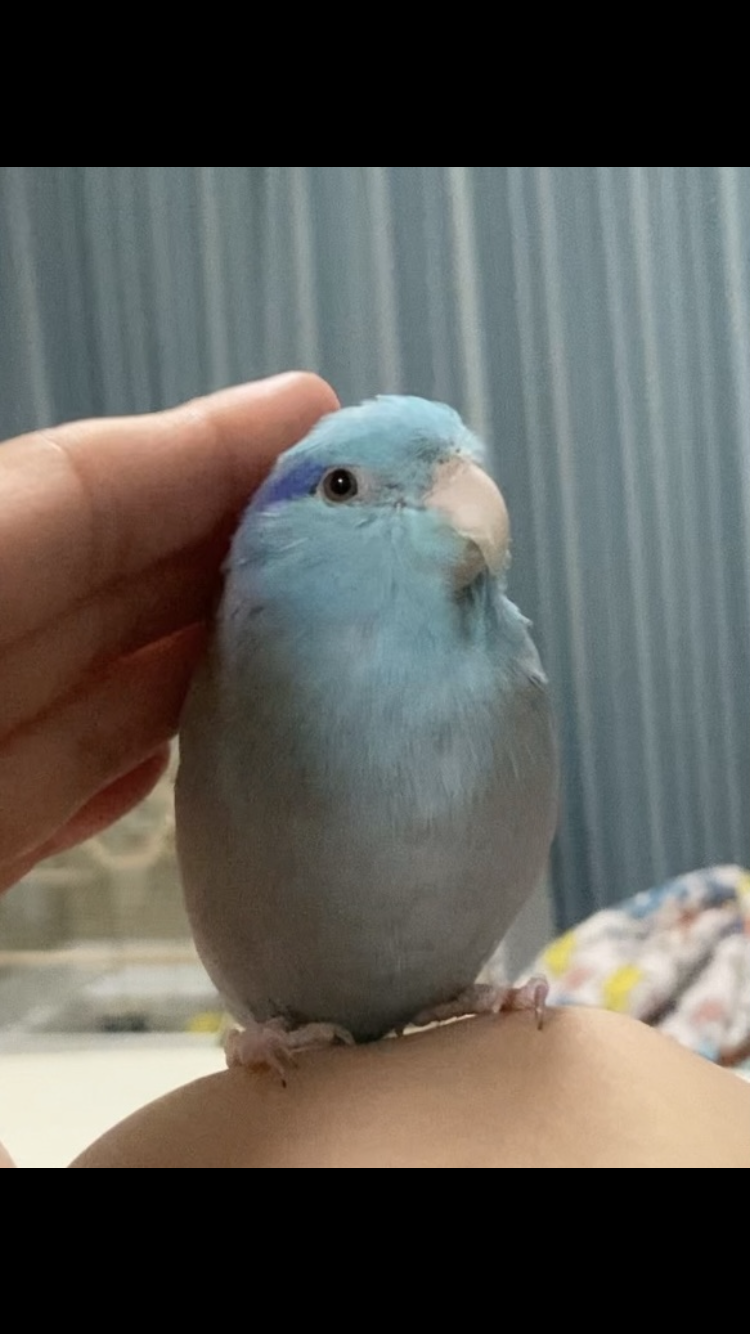 鳥(インコ、文鳥など)の素晴らしさを語り合うトピ