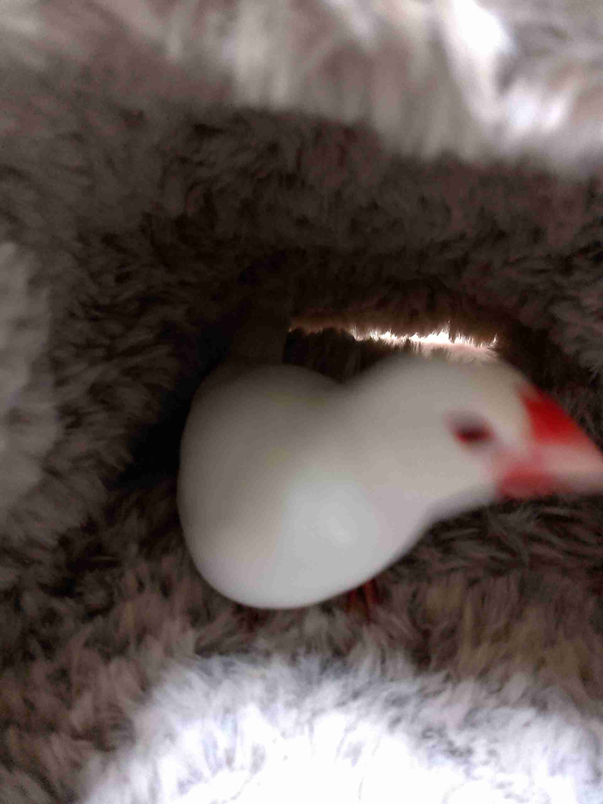 鳥(インコ、文鳥など)の素晴らしさを語り合うトピ