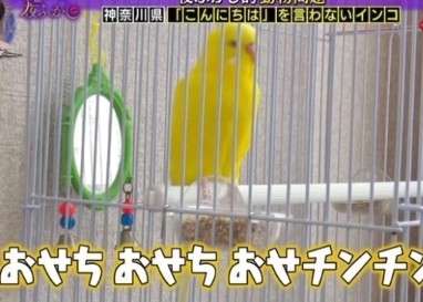 鳥(インコ、文鳥など)の素晴らしさを語り合うトピ