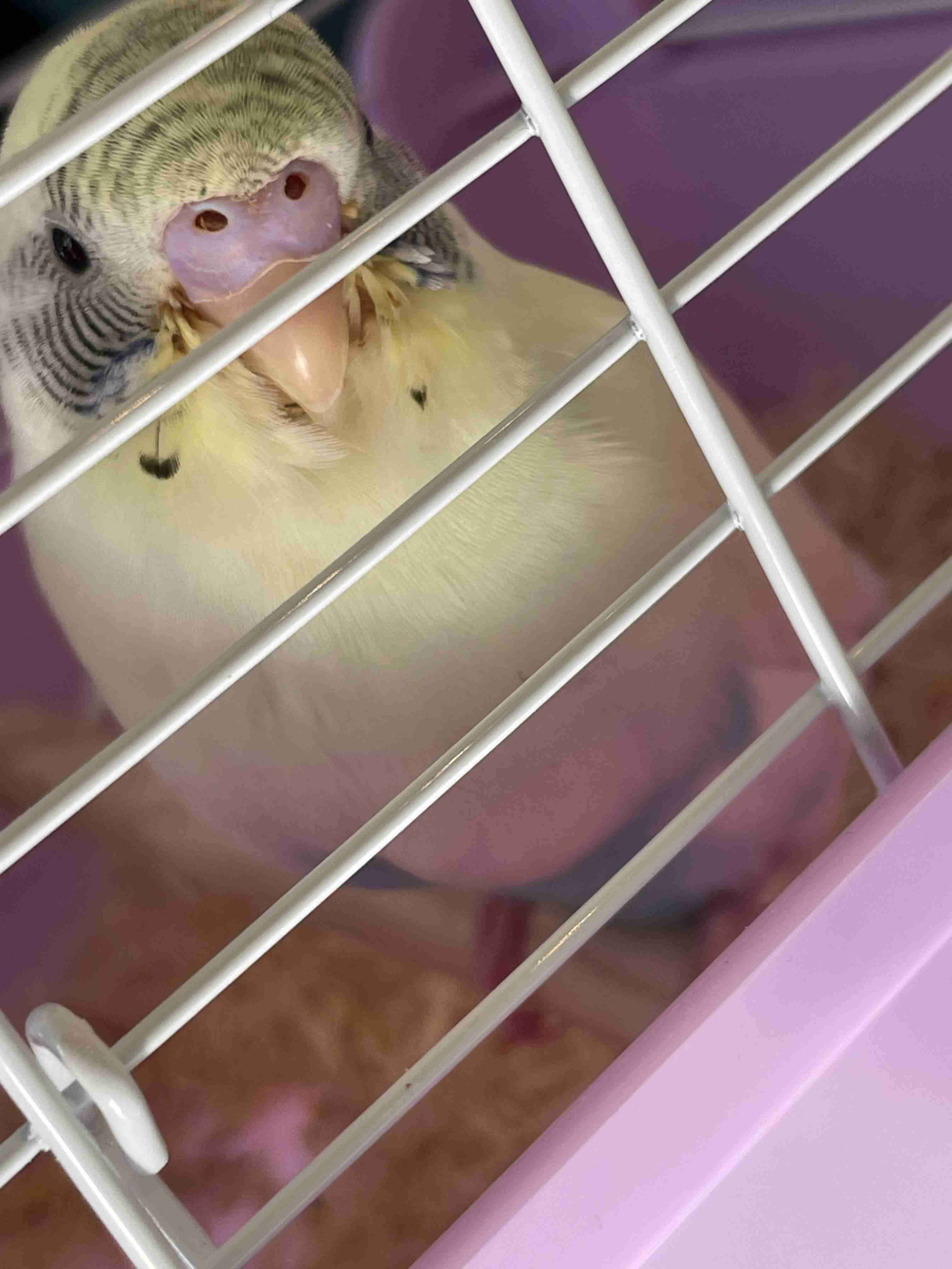 鳥(インコ、文鳥など)の素晴らしさを語り合うトピ