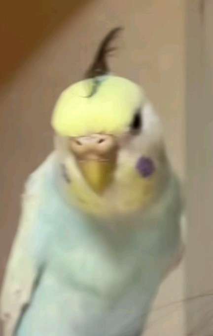鳥(インコ、文鳥など)の素晴らしさを語り合うトピ