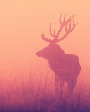 くすみピンク、スモーキーピンクの画像ください!