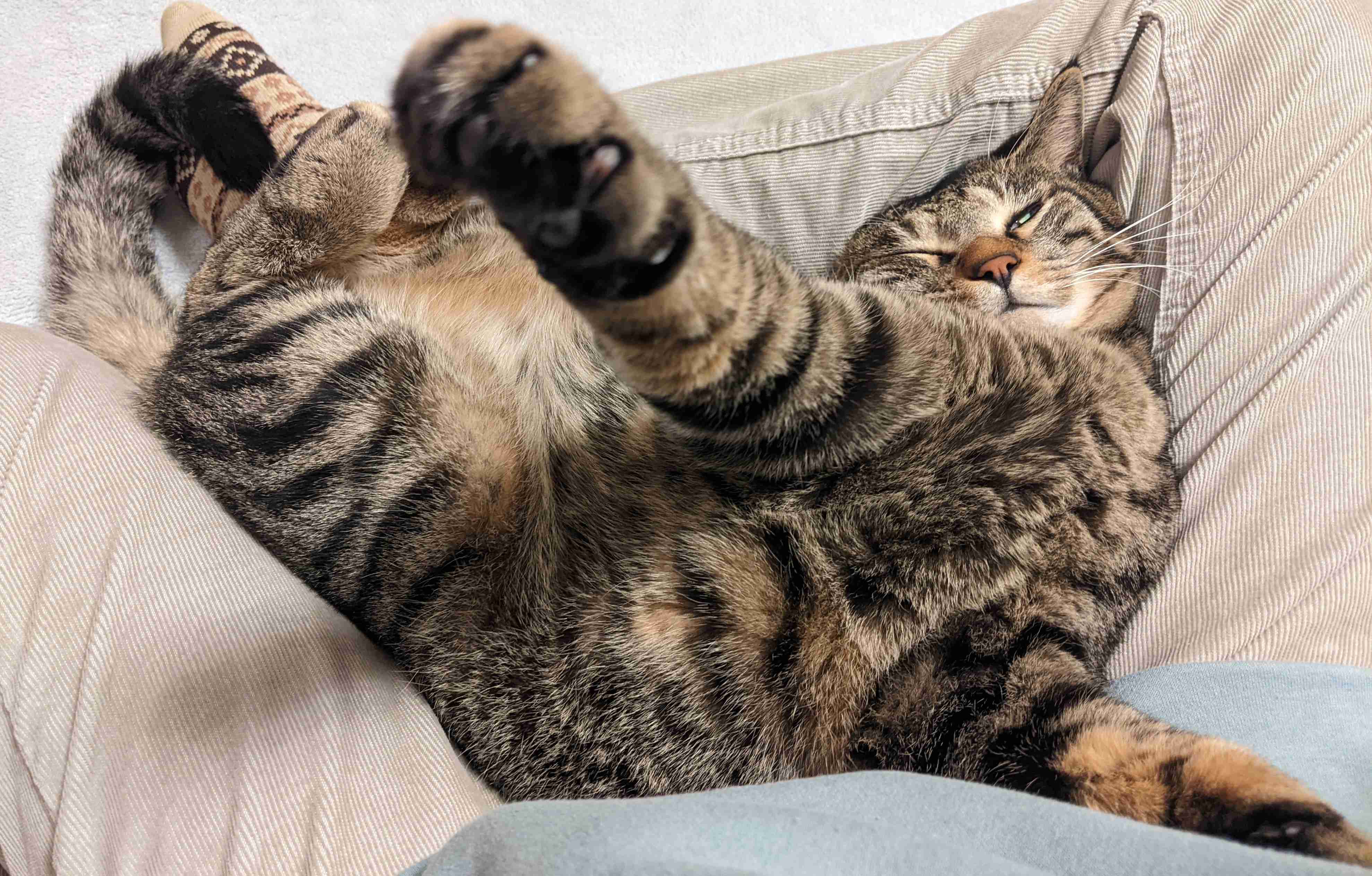 がるちゃん猫カフェ93号店開店しました♫(初めての方も大歓迎♫)