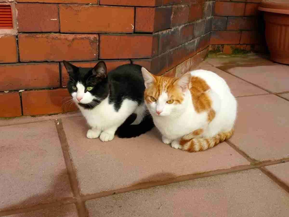 がるちゃん猫カフェ93号店開店しました♫(初めての方も大歓迎♫)