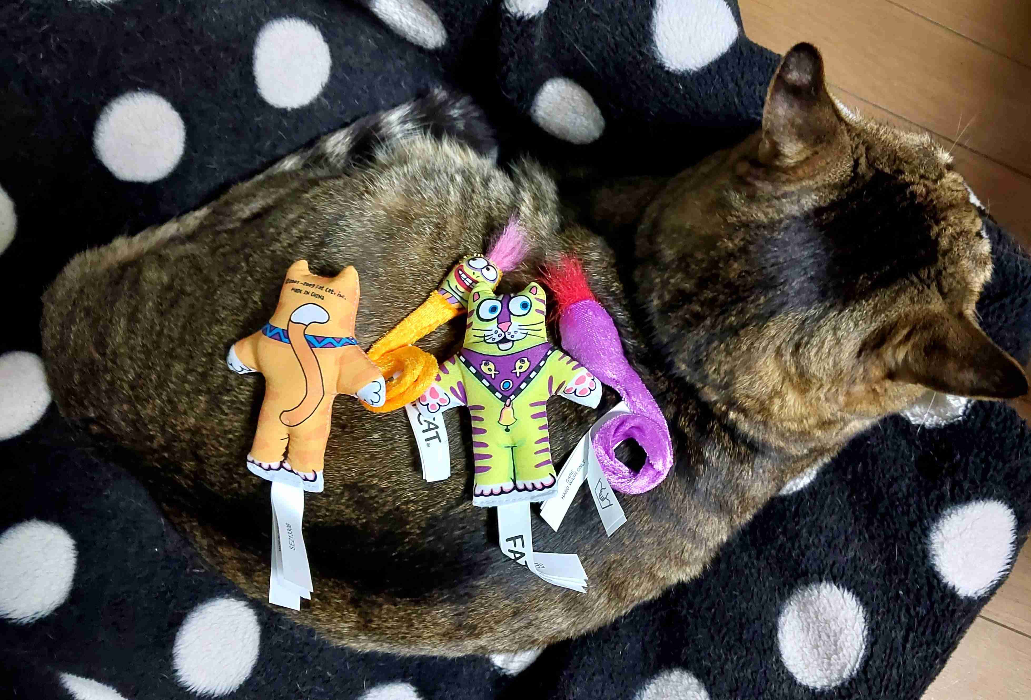 がるちゃん猫カフェ93号店開店しました♫(初めての方も大歓迎♫)