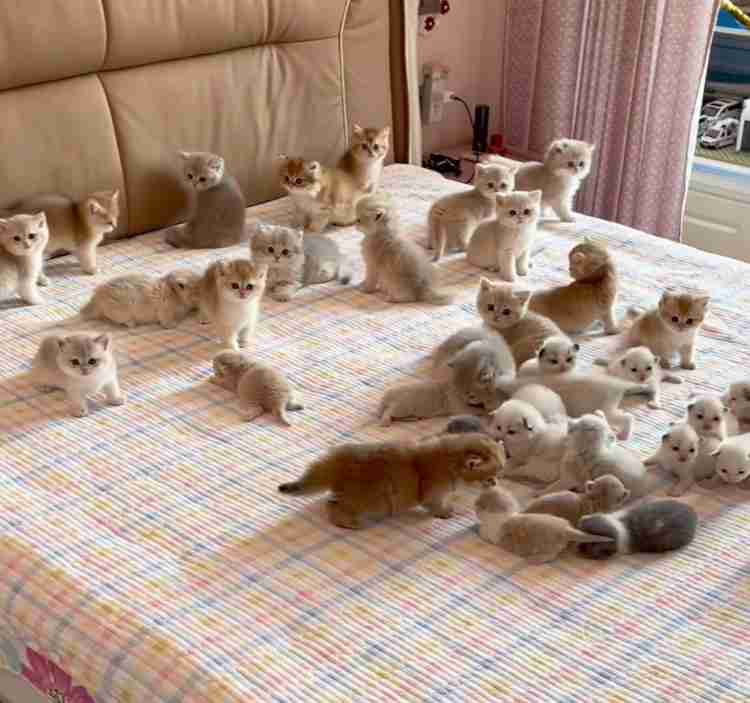 がるちゃん猫カフェ93号店開店しました♫(初めての方も大歓迎♫)