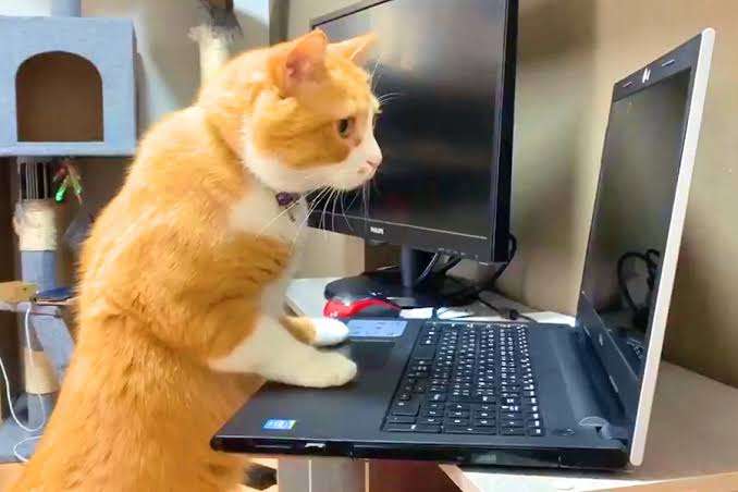 がるちゃん猫カフェ93号店開店しました♫(初めての方も大歓迎♫)