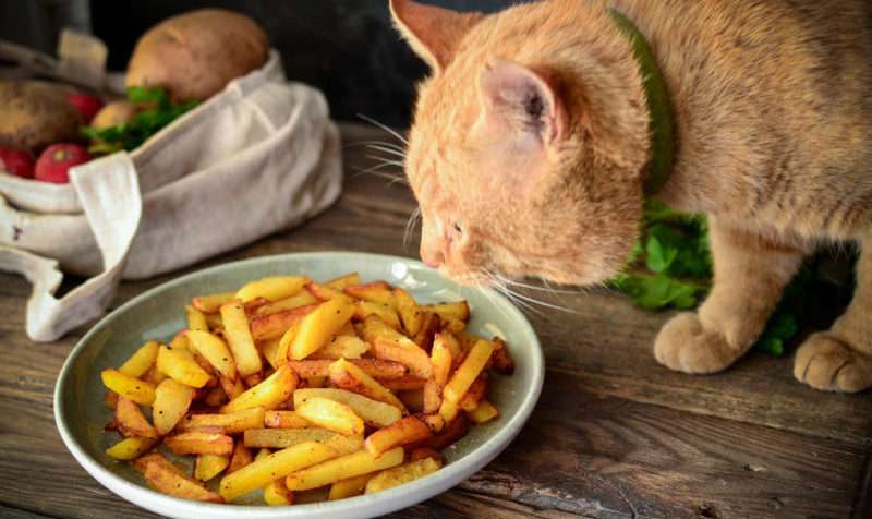 がるちゃん猫カフェ93号店開店しました♫(初めての方も大歓迎♫)