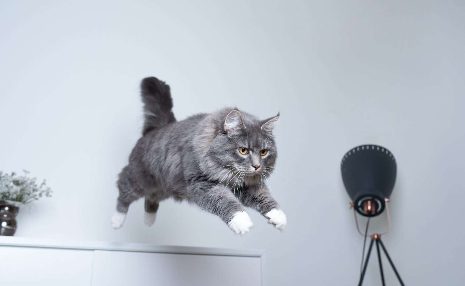 がるちゃん猫カフェ93号店開店しました♫(初めての方も大歓迎♫)