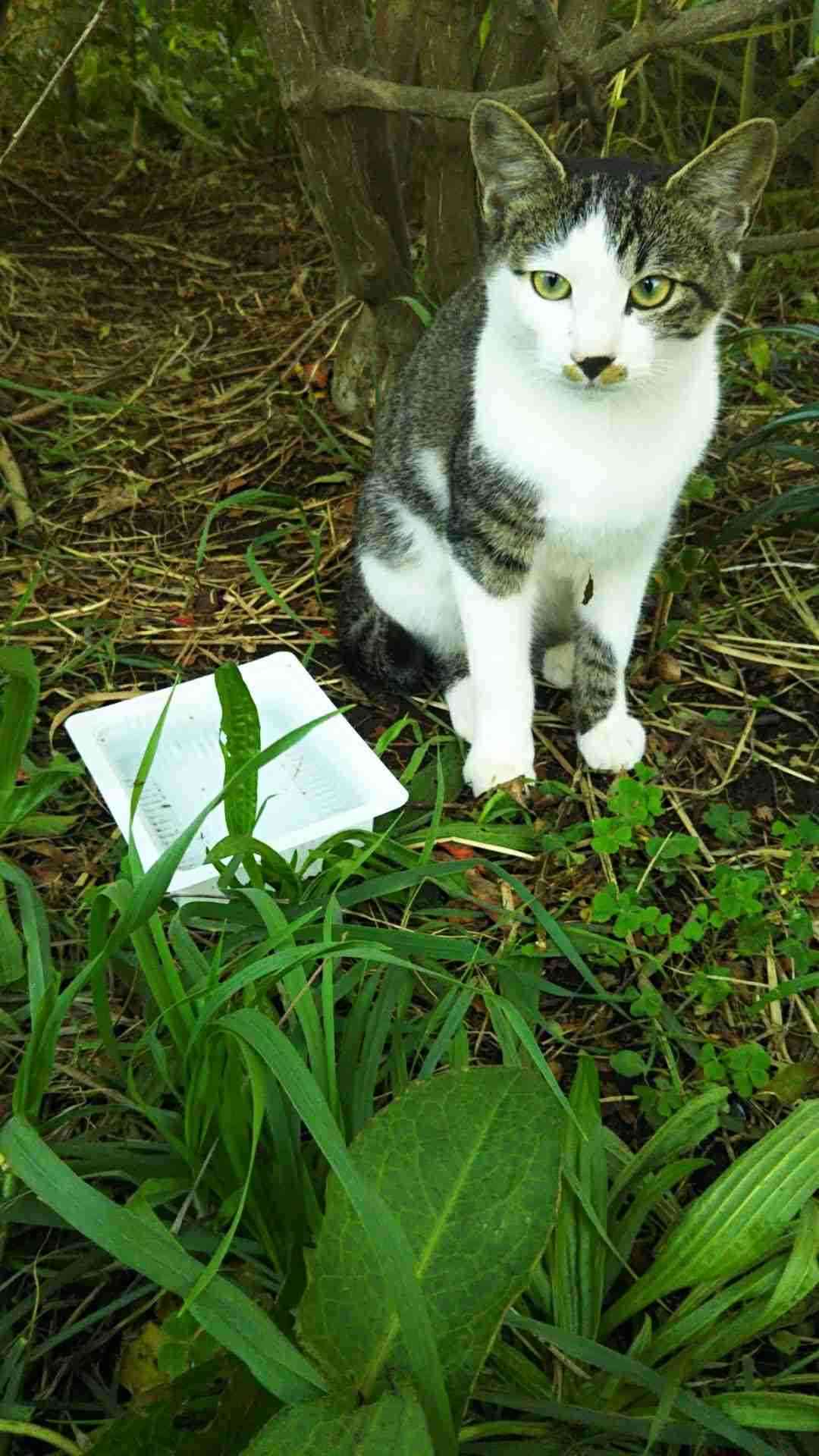 がるちゃん猫カフェ93号店開店しました♫(初めての方も大歓迎♫)