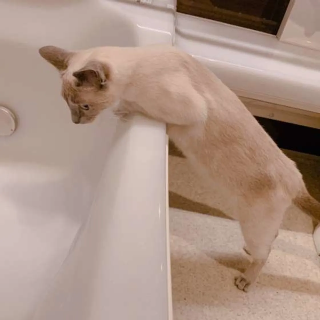 がるちゃん猫カフェ93号店開店しました♫(初めての方も大歓迎♫)