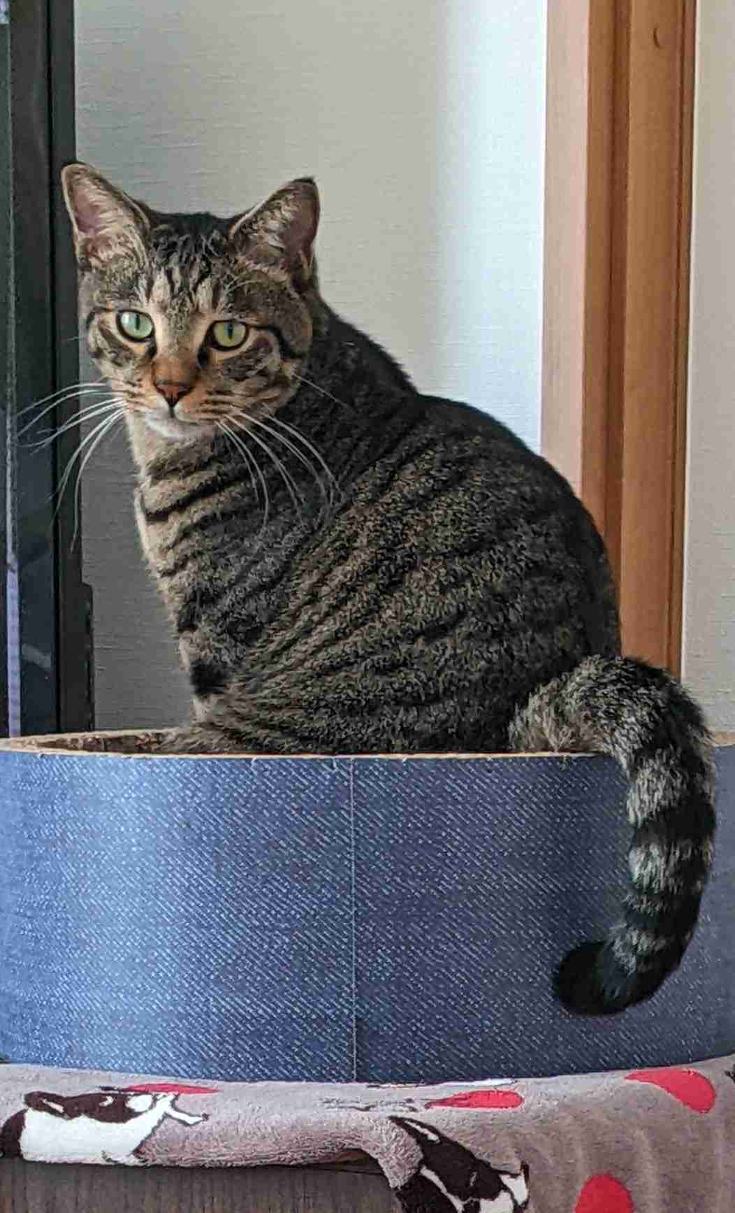 がるちゃん猫カフェ93号店開店しました♫(初めての方も大歓迎♫)