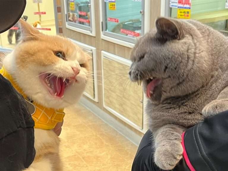 がるちゃん猫カフェ93号店開店しました♫(初めての方も大歓迎♫)