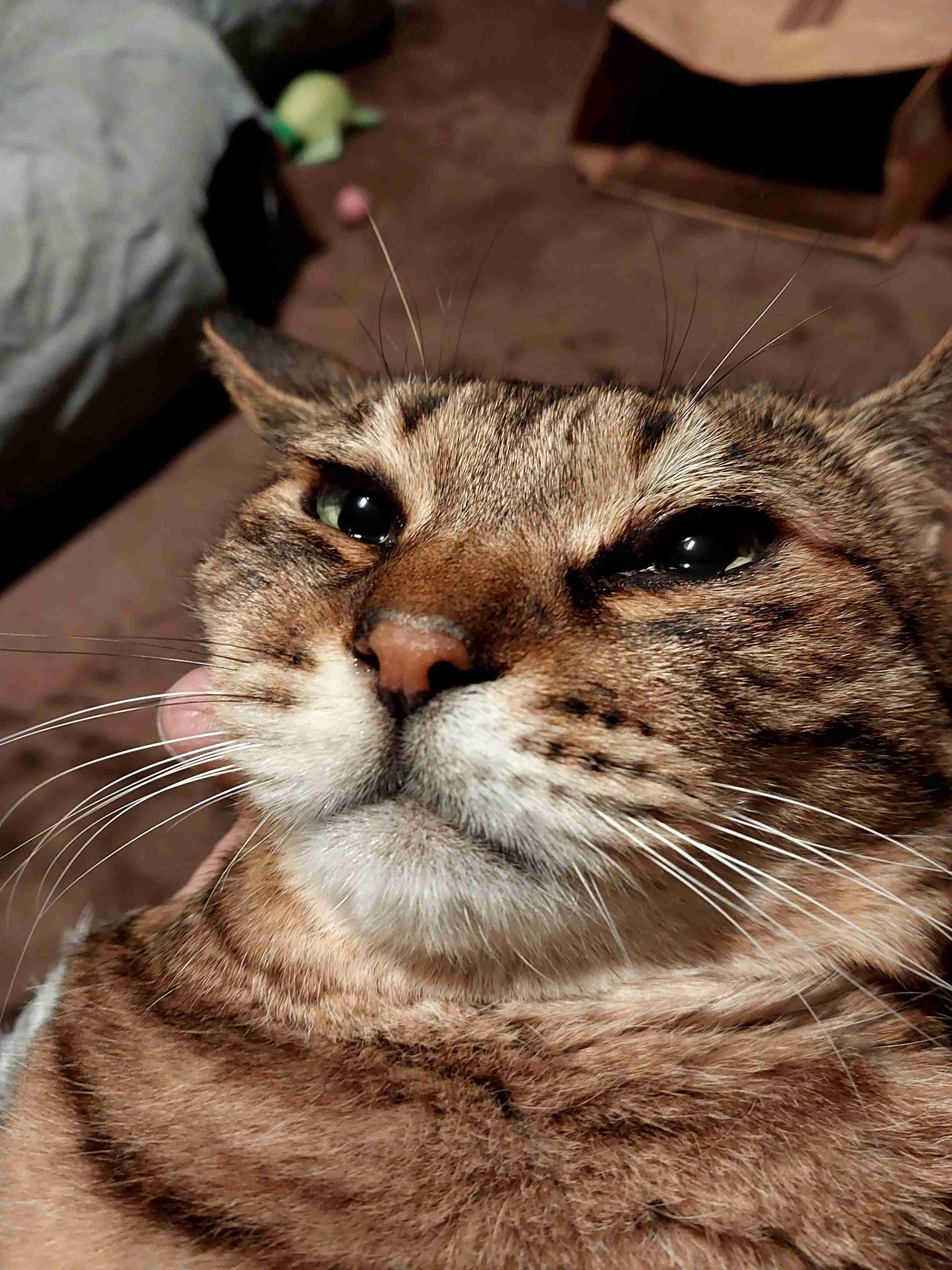 がるちゃん猫カフェ93号店開店しました♫(初めての方も大歓迎♫)