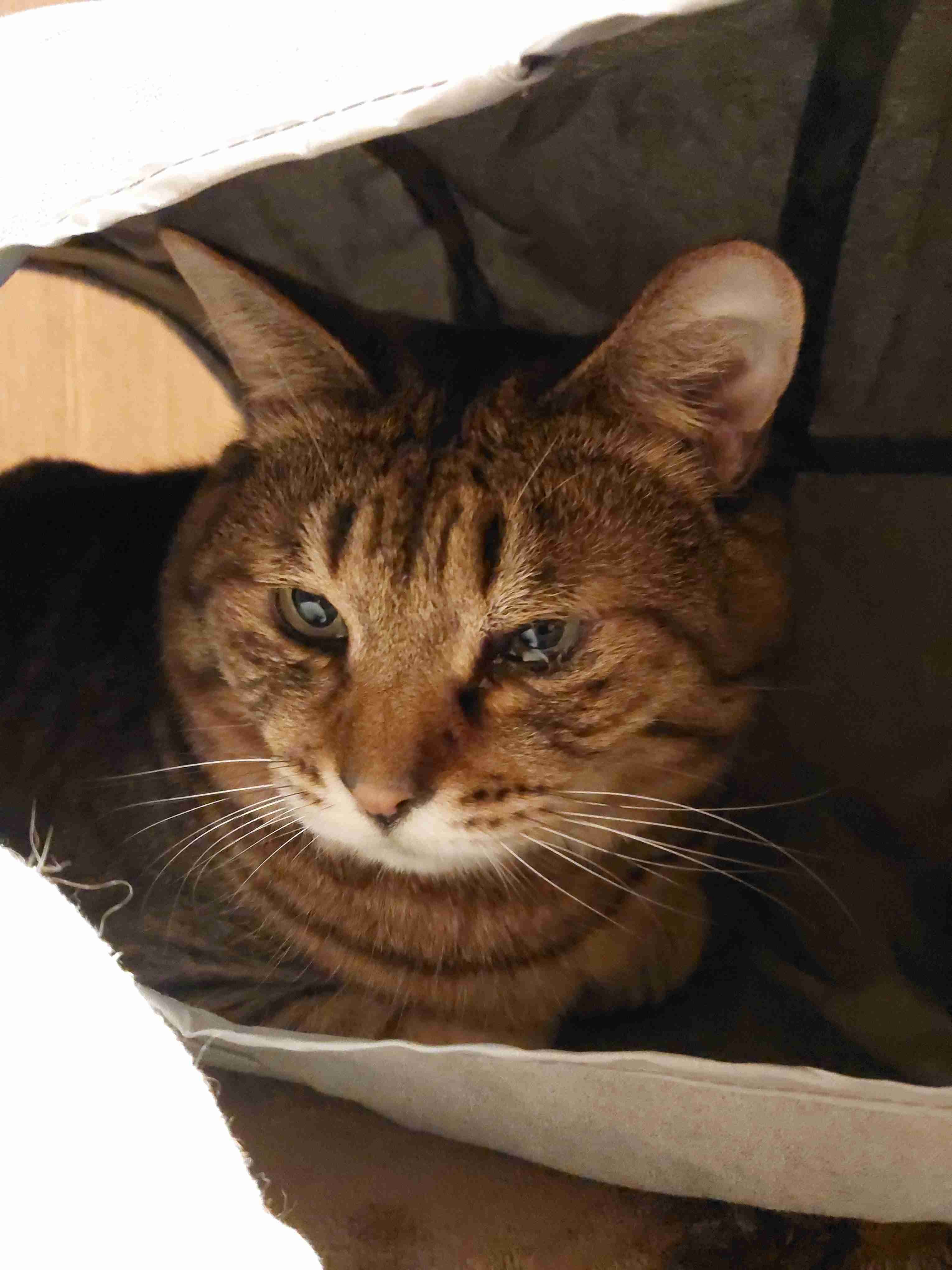 がるちゃん猫カフェ93号店開店しました♫(初めての方も大歓迎♫)