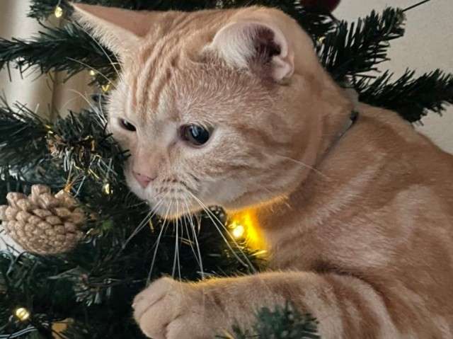 がるちゃん猫カフェ93号店開店しました♫(初めての方も大歓迎♫)