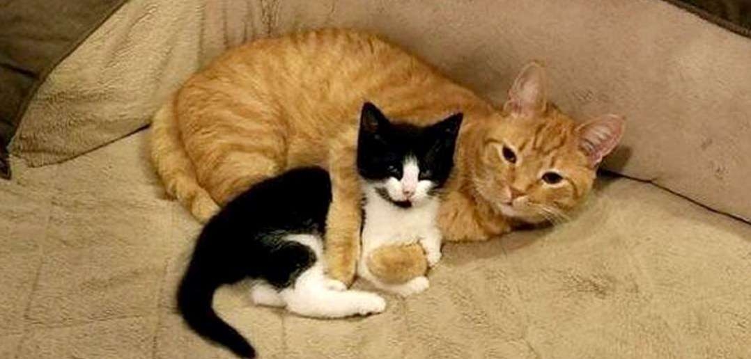 がるちゃん猫カフェ93号店開店しました♫(初めての方も大歓迎♫)