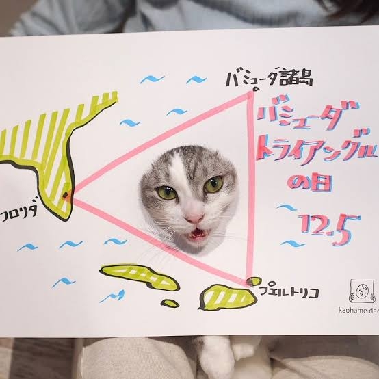 がるちゃん猫カフェ93号店開店しました♫(初めての方も大歓迎♫)