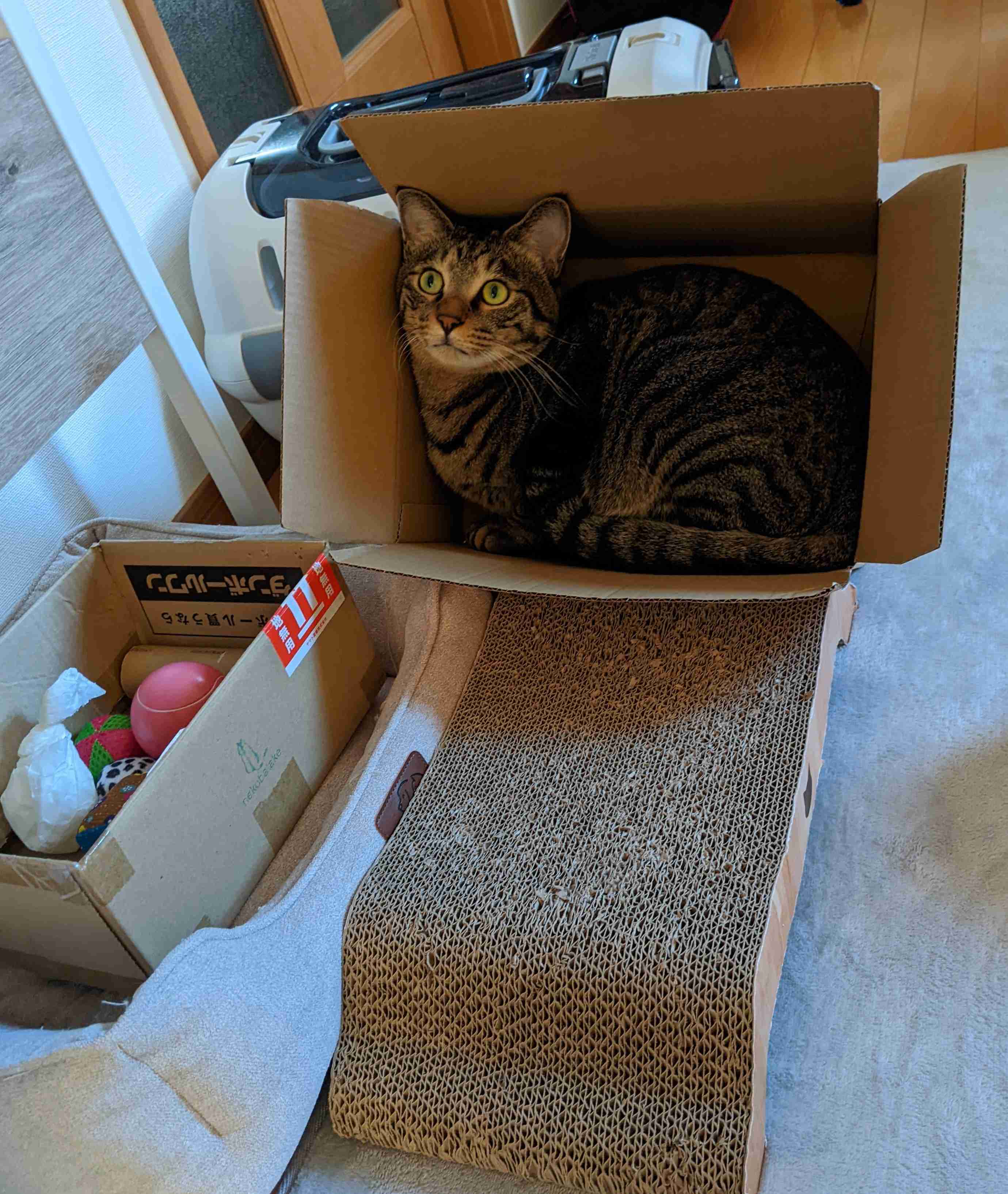 がるちゃん猫カフェ93号店開店しました♫(初めての方も大歓迎♫)