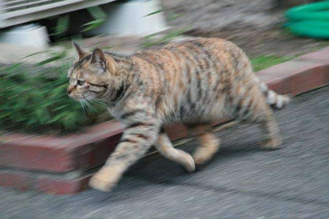 がるちゃん猫カフェ93号店開店しました♫(初めての方も大歓迎♫)