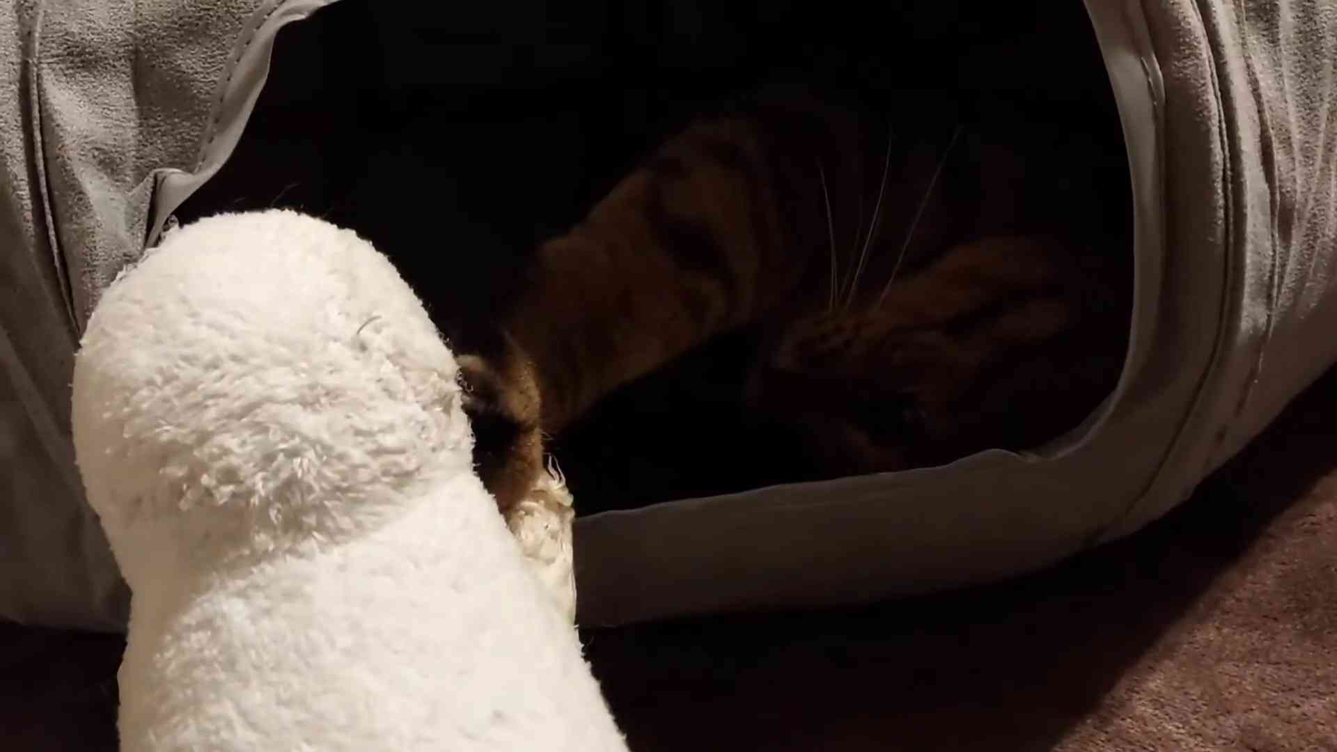 がるちゃん猫カフェ93号店開店しました♫(初めての方も大歓迎♫)