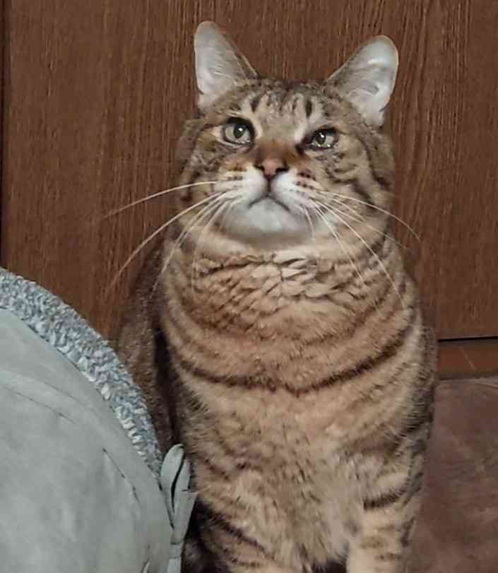 がるちゃん猫カフェ93号店開店しました♫(初めての方も大歓迎♫)