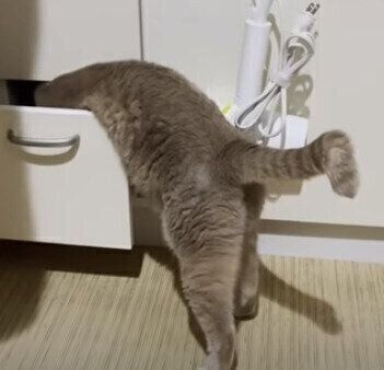 がるちゃん猫カフェ93号店開店しました♫(初めての方も大歓迎♫)