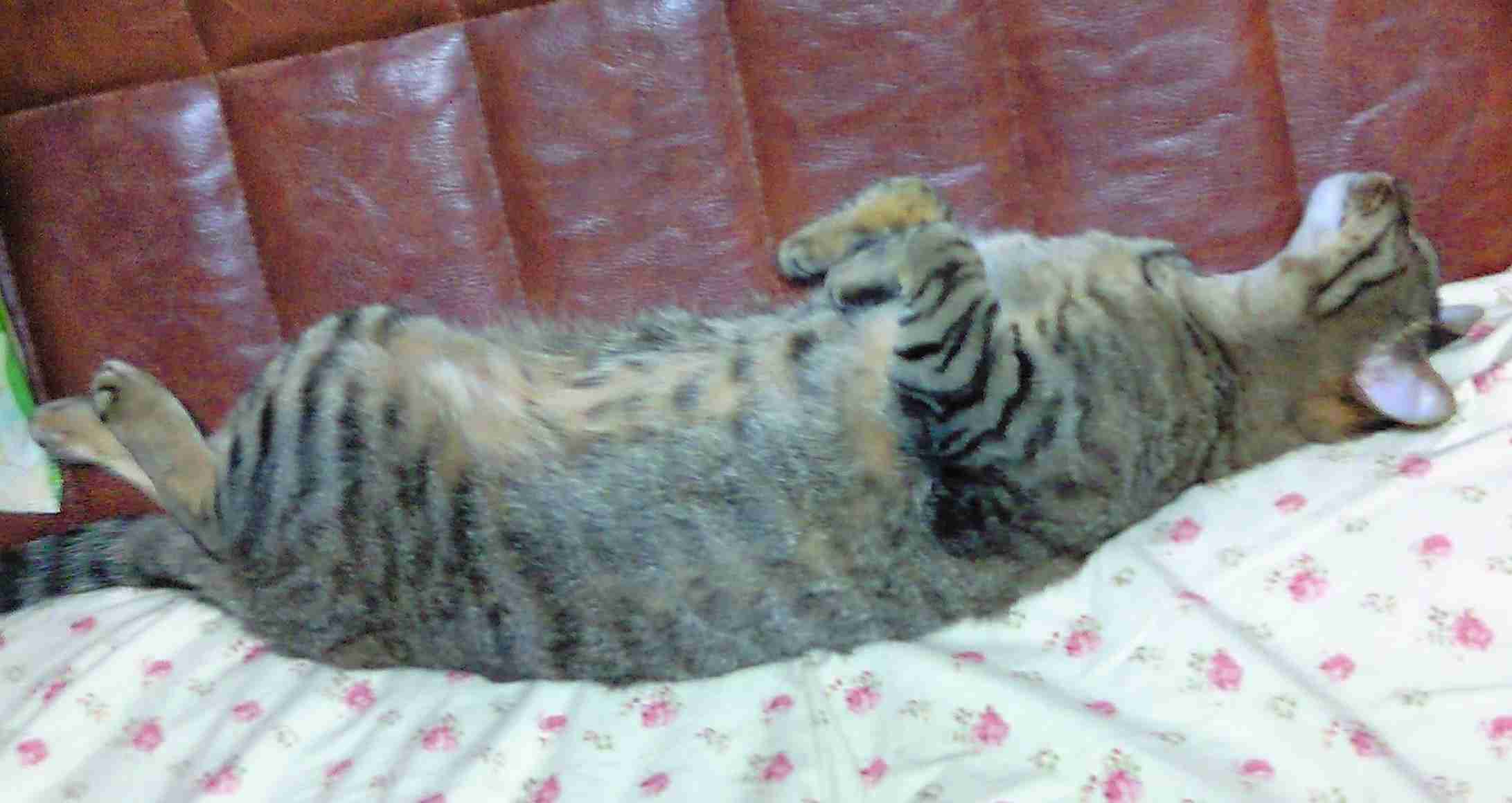 がるちゃん猫カフェ93号店開店しました♫(初めての方も大歓迎♫)