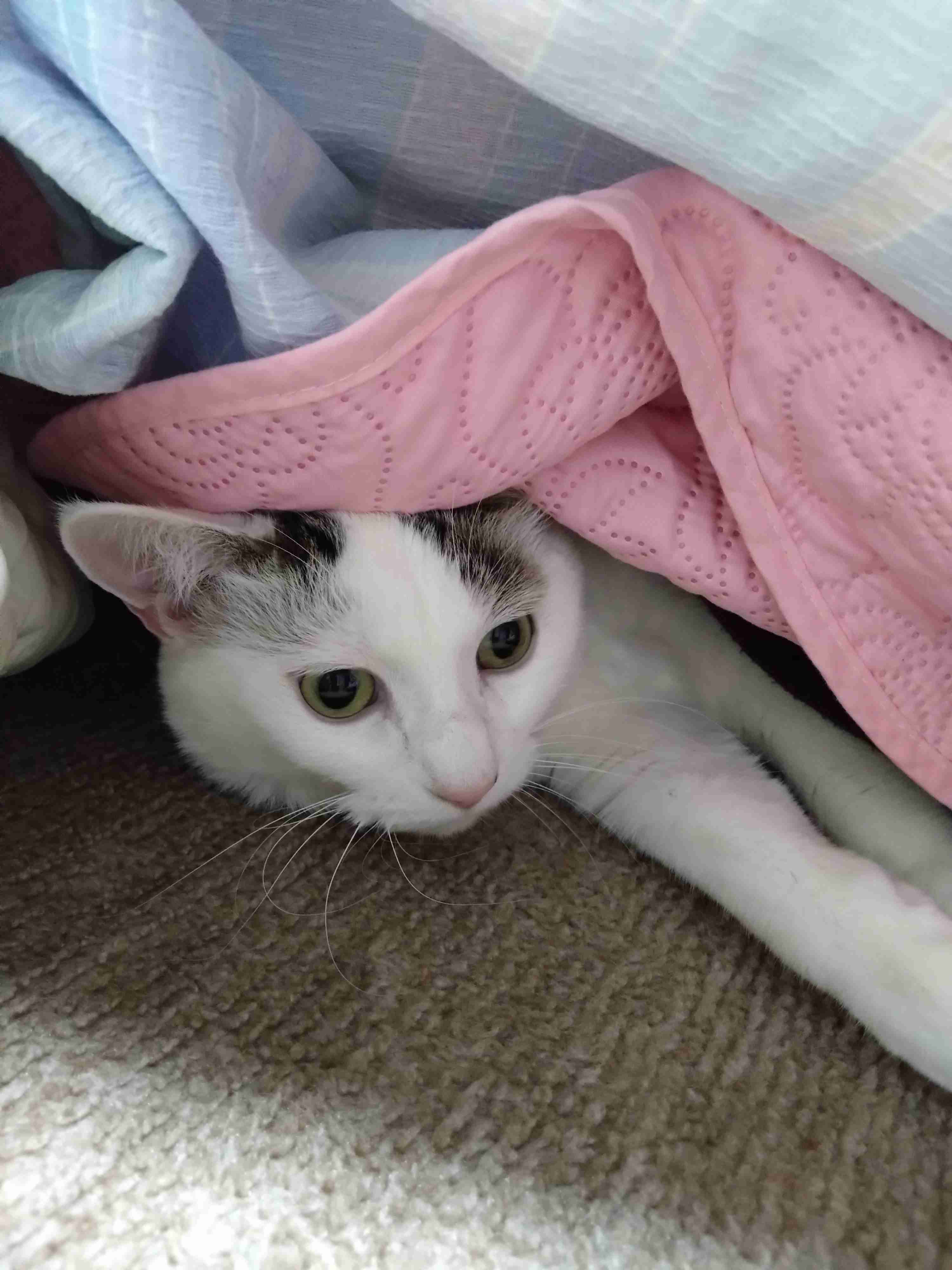 がるちゃん猫カフェ93号店開店しました♫(初めての方も大歓迎♫)