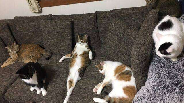 がるちゃん猫カフェ93号店開店しました♫(初めての方も大歓迎♫)