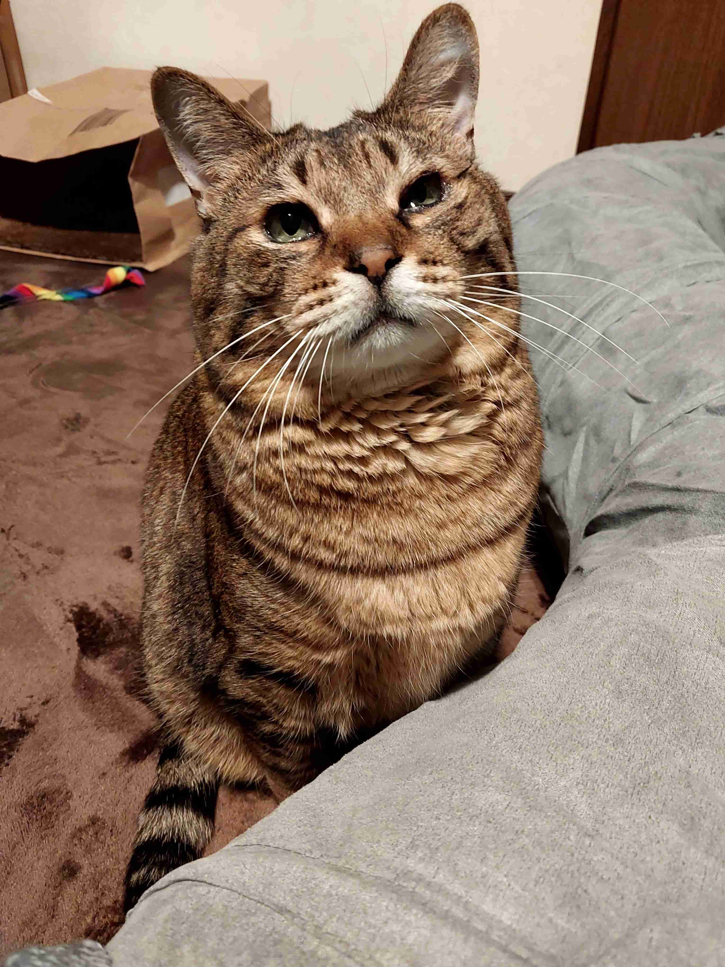 がるちゃん猫カフェ93号店開店しました♫(初めての方も大歓迎♫)