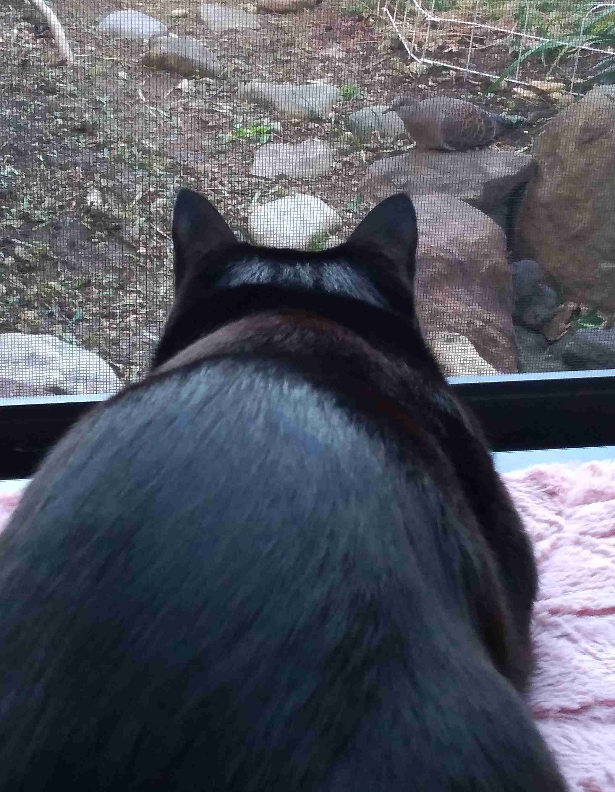 がるちゃん猫カフェ93号店開店しました♫(初めての方も大歓迎♫)