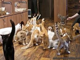 がるちゃん猫カフェ93号店開店しました♫(初めての方も大歓迎♫)