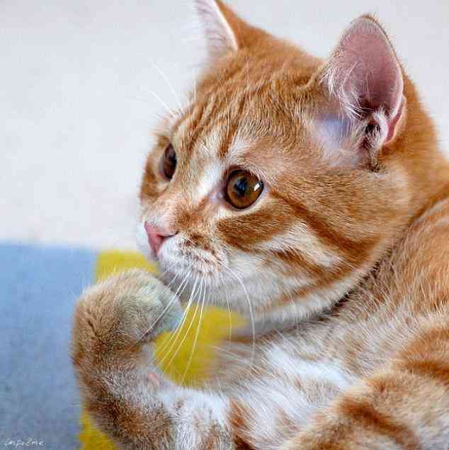 がるちゃん猫カフェ93号店開店しました♫(初めての方も大歓迎♫)